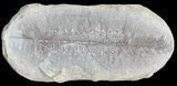 Pecopteris Fern Fossil (Pos/Neg) - Mazon Creek #72347-1